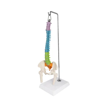 45CM Krāsa Cilvēka Mugurkaula ar Iegurņa Modeli Cilvēka Anatomijas Mugurkaula Anatomija Medicīniskā Modeļa Skolas Medicīnas mācību materiāli 0